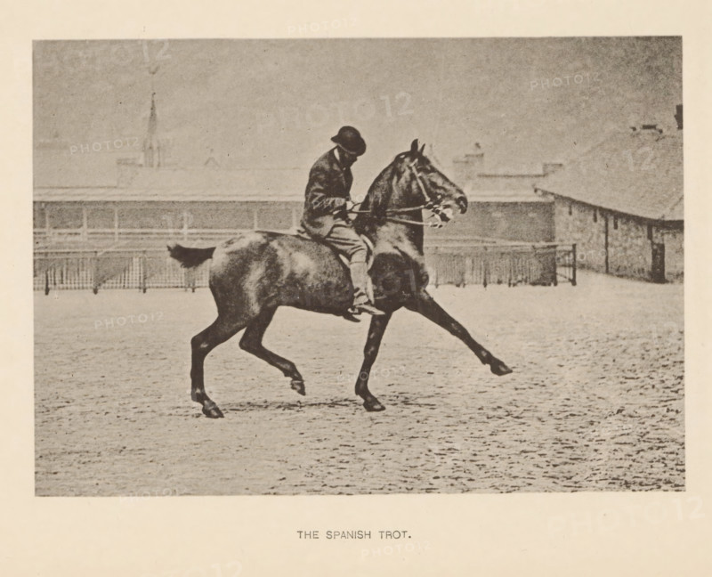 The Spanish trot, Man on a horse at Spanish trot, page, photomechanical print, photographer: Alexander Nicol (possibly), Edinburgh (possibly), cliché maker: Römmler & Jonas, Dresden, c. 1879 - in or before 1889, paper, collotype, photoprint, height 96 mm x width 137 mm, horse, riding a horse, ass, or mule, rider, horseman, head-gear: bowler hat, A sepia-toned photograph shows a person wearing a dark hat and coat riding a dark horse in an open, textured paddock; the rider sits upright holding reins while the horse moves with one front leg extended and one hind leg lifted, and a fence and low buildings are visible in the background beneath a pale, grainy sky.