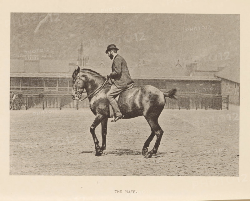The piaf, Man on a horse in the piaf, page, photomechanical print, photographer: Alexander Nicol (possibly), Edinburgh (possibly), cliché maker: Römmler & Jonas, Dresden, c. 1879 - in or before 1889, paper, collotype, photoprint, height 97 mm x width 137 mm, horse, riding a horse, ass, or mule, rider, horseman, head-gear: bowler hat, A sepia-toned photograph of a man seated on a dark horse in profile, the man wearing a dark bowler hat, a jacket, and light trousers while holding reins, the horse shown mid-step with a visible bridle and tail, a flat open ground beneath them and a low railing and building structures in the background under a cloudy sky.