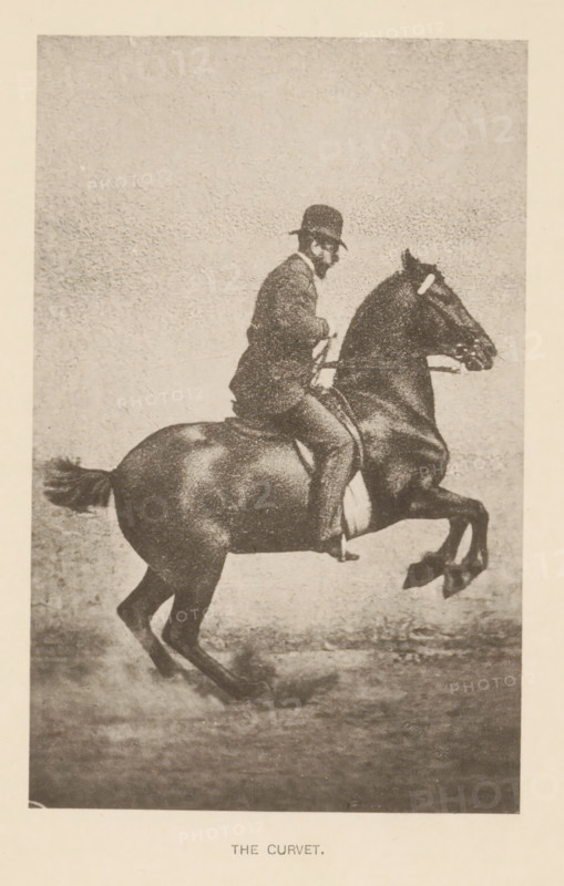Man on a horse doing a curvet or box jump, The curvet, page, photomechanical print, cliché maker: Römmler & Jonas, Dresden, c. 1879 - in or before 1889, photographer, paper, collotype, photoprint, height 133 mm x width 83 mm, horse, riding a horse, ass, or mule, rider, horseman, head-gear: bowler hat, A grainy monochrome image of a man seated on a rearing horse, the man wearing a dark jacket and a bowler-style hat, holding the reins with both hands while facing sideways, the horse shown in profile with its front legs raised and tail extended, the background a textured plain, and a band of lighter space framing the image.