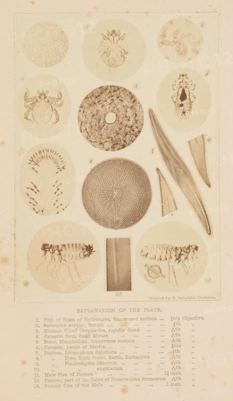 How to work with the microscope, book, writer (clerical worker): Lionel Smith Beale, publisher: Lindsay and Blakiston, Philadelphia, 1870, writer (clerical worker), North America, textile materials, pasteboard, paper, linen (material), albumen print, wood engraving, printing, lithography, height 228 mm x width 147 mm x thickness 51 mm, A vertically oriented sheet with a rectangular border contains a grid of circular and oval vignetted scientific illustrations arranged in columns and rows, each showing detailed monochrome drawings of small organisms, microscopic structures, and geometric patterns; the top row includes round illustrations of a clustered cellular texture, a mite-like organism with legs, and a scattering of small circular cells; the second row shows an oval crab-like creature, a textured circular disk with a central hole, and an elongated insect-like specimen inside an oval; the third row displays a feathery radial structure in an oval, a densely patterned circular disk wi...