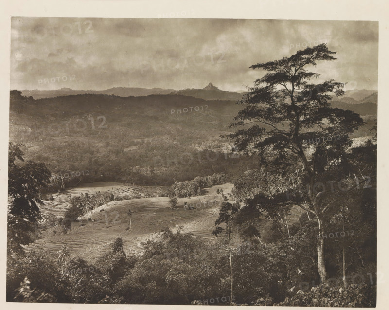 Scenery of the rural areas of Kandy district, Sri Lanka, page, photomechanical print, title: 'SCENERY OF THE KANDYAN DISTRICT.', photographer: Henry William Cave, Kandy, cliché maker: anonymous, 1896, South Asia, paper, Woodburygravure, Woodbury engraving, height 143 mm x width 186 mm, Print for page 11., dale, valley, A wide sepia-toned landscape photograph showing layered hills and a cloudy sky above, with a large tree silhouette in the right foreground whose branches and foliage extend across the upper right area, terraced fields and scattered trees visible on the slopes below, dense forested areas filling the middle ground, and distant ridgelines fading toward the horizon.