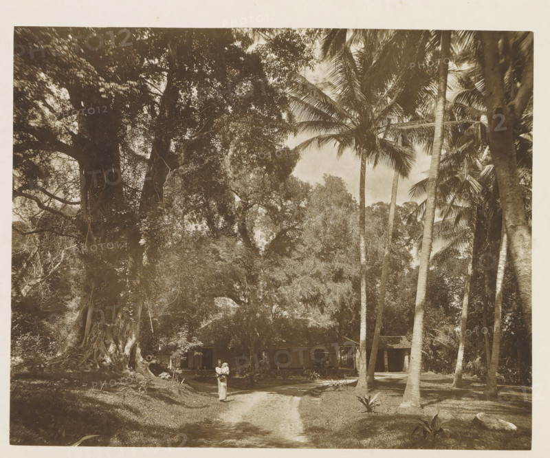 Resthouse at Nalanda Gedidge, Sri Lanka, page, photomechanical print, title: 'REST-HOUSE AT NALANDA.', photographer: Henry William Cave, Nalanda Gedige, cliché maker: anonymous, 1896, South Asia, paper, Woodburygravure, height 149 mm x width 185 mm, Print for page 15., trees, hotel, hostelry, inn, A sepia-toned scene of a tropical landscape dominated by tall trees and palms with long trunks and feathery fronds, dense foliage filling the upper portion of the image and casting dappled shade below, a dirt path leading from the foreground toward a group of simple wooden buildings with pitched roofs partially obscured by vegetation, a person standing on the path holding a child, large exposed tree roots and trunks visible at the left, scattered low plants and grassy ground at the right, and filtered light creating soft contrasts across the scene.