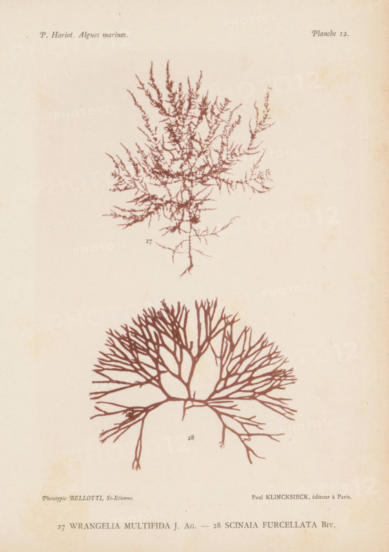 Two species of seaweed, page, photomechanical print, (27) is Wrangelia multifida, (28) is Scinaia furcellata., number: 'Planche 12.', inscription: 'Wrangelia, furcellata Biv.', number: '27, 28', France, cliché maker: Bellotti, Saint-Étienne, publisher: Paul Klincksieck, Paris, c. 1882 - in or before 1892, photographer, paper, collotype, photoprint, height 161 mm x width 119 mm, algae, seaweed, A pale, aged paper page with two detailed botanical illustrations of reddish-brown seaweed-like plants arranged vertically, the upper one showing a finely branched, feathery structure with many thin, twiggy offshoots and a delicate central stalk, and the lower one displaying a broader, fan-shaped, densely branched form with thicker main branches radiating outward; faint signs of foxing and slight discoloration appear across the background.