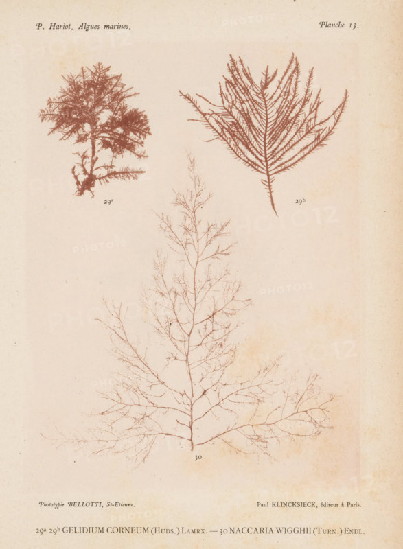 Two species of seaweed, page, photomechanical print, (29a) and (29b) is Gelidium corneum, (30) is Naccaria wiggii., number: 'Planche 13.', number: '29a, 30', inscription: 'Gelidium, wigghii (Turn.) Endi.', France, cliché maker: Bellotti, Saint-Étienne, publisher: Paul Klincksieck, Paris, c. 1882 - in or before 1892, photographer, paper, collotype, photoprint, height 161 mm x width 119 mm, algae, seaweed, A faded page showing three detailed seaweed specimens in a reddish-brown tone on a pale beige background, with two smaller branched clusters toward the top—one on the left with a bushy, compact shape and one on the right with a fanlike, feathered appearance—and a larger, finely branched, tree-like specimen occupying the lower center, all rendered with thin delicate lines and subtle variations in tone.