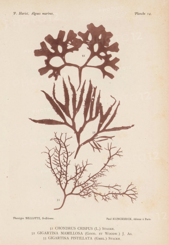Three species of seaweed, page, photomechanical print, (31) is Irish moss, (32) is Irish moss, (33) is red algae., inscription: 'Chondrus, pistillata (Gmel.) Stackh.', number: '31, 33', number: 'Planche 14.', France, cliché maker: Bellotti, Saint-Étienne, publisher: Paul Klincksieck, Paris, c. 1882 - in or before 1892, photographer, paper, collotype, photoprint, height 161 mm x width 119 mm, algae, seaweed, A pale, aged paper background with three stylized seaweed silhouettes in a muted brown tone, the topmost having broad, lobed, almost fan-like blades with irregular holes, the middle featuring elongated, tapering fronds with serrated edges branching from a central stem, and the lowest showing a delicate, highly branched, tree-like structure with many fine twigs.