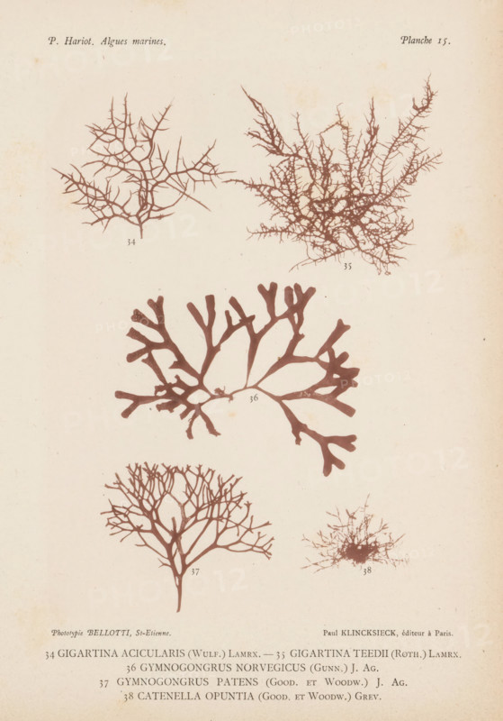 Five species of seaweed, page, photomechanical print, (34) is red algae, (35) is red algae, (36) is Gymnogrongus norvegicus, (37) is Gymnogrongus patens, (38) is red algae., number: 'Planche 15.', inscription: 'Gigartina, opuntia (Good. et Woodw.) Grev.', number: '34, 38', France, cliché maker: Bellotti, Saint-Étienne, publisher: Paul Klincksieck, Paris, c. 1882 - in or before 1892, photographer, paper, collotype, photoprint, height 161 mm x width 119 mm, algae, seaweed, A faded page with several brown botanical silhouettes resembling branching seaweeds and coral-like forms arranged vertically, showing thin spindly branches, thicker paddle-shaped branches, and dense tangled tufts, all printed on a light beige background with small scattered spots of discoloration.