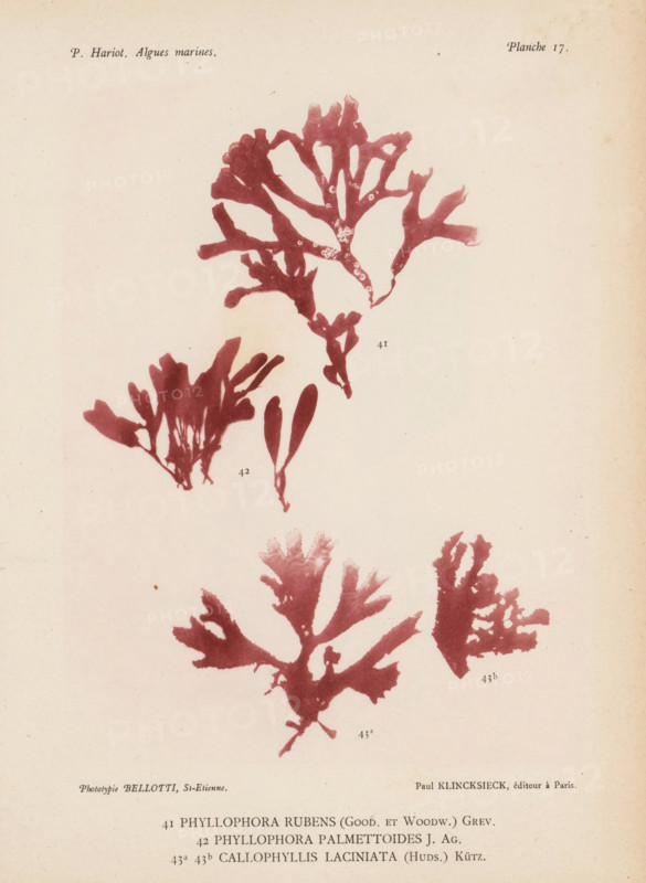 Three species of seaweed, page, photomechanical print, (41) is Phyllophora rubens, (42) is Phyllophora palmettoides, (43a) and (43b) is Callophyllis laciniata., number: 'Planche 17.', number: '41, 43b.', inscription: 'Phyllophora, (Huds.) Kütz.', France, cliché maker: Bellotti, Saint-Étienne, publisher: Paul Klincksieck, Paris, c. 1882 - in or before 1892, photographer, paper, collotype, photoprint, height 161 mm x width 119 mm, algae, seaweed, A faded page shows several pressed seaweed specimens in a reddish hue arranged vertically, each with branching, leaflike fronds of varying shapes and sizes; the background is a pale, slightly aged paper with small spots and subtle discoloration; the seaweed silhouettes include broad, lobed forms and narrower, paddle-shaped pieces with some exhibiting small round spots on their surfaces.
