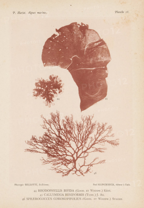 Three species of seaweed, page, photomechanical print, (44) is Rhodophyllis bifida, (45) is Callymenia reniformis, (46) is Sphaerococcus coronopifolius., inscription: 'Rhodophyllis, coronopifolius (Good. et Woodw.) Stackh.', number: 'Planche 18.', number: '44, 46.', France, cliché maker: Bellotti, Saint-Étienne, publisher: Paul Klincksieck, Paris, c. 1882 - in or before 1892, photographer, paper, collotype, photoprint, height 161 mm x width 119 mm, algae, seaweed, A faded page showing three botanical or marine specimens printed in a reddish-brown tone on an off-white background, with a large fan-shaped branching specimen occupying the lower half of the page and displaying a network of thin, tree-like branches, a small rounded, frilly specimen above and to the left with irregular lobed edges, and a large smooth, irregularly shaped sheet-like specimen above and to the right with subtle texture and faint curved lines; the page has light aging spots and slight discoloration around the edge...
