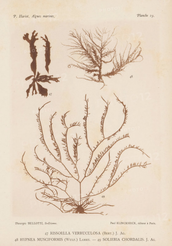 Three species of seaweed, page, photomechanical print, (47) is Rissoella verruculosa, (48) is Hypnea musciformis, (49) is Solieria chordalis., number: 'Planche 19.', inscription: 'Rissoella, chordalis. J. Ag.', number: '47, 49.', France, cliché maker: Bellotti, Saint-Étienne, publisher: Paul Klincksieck, Paris, c. 1882 - in or before 1892, photographer, paper, collotype, photoprint, height 161 mm x width 119 mm, algae, seaweed, A beige page with three brown botanical silhouettes of seaweed-like plants arranged vertically, the top left showing a broad, irregularly shaped specimen with lobed edges and a radial base, the top right displaying a feathery, finely branched specimen with delicate filamentous branches, and the lower portion dominated by a large, fan-shaped specimen with a central stem and many arching, tapering branches covered in short lateral projections, all rendered in a uniform sepia tone on a slightly aged, mottled background.