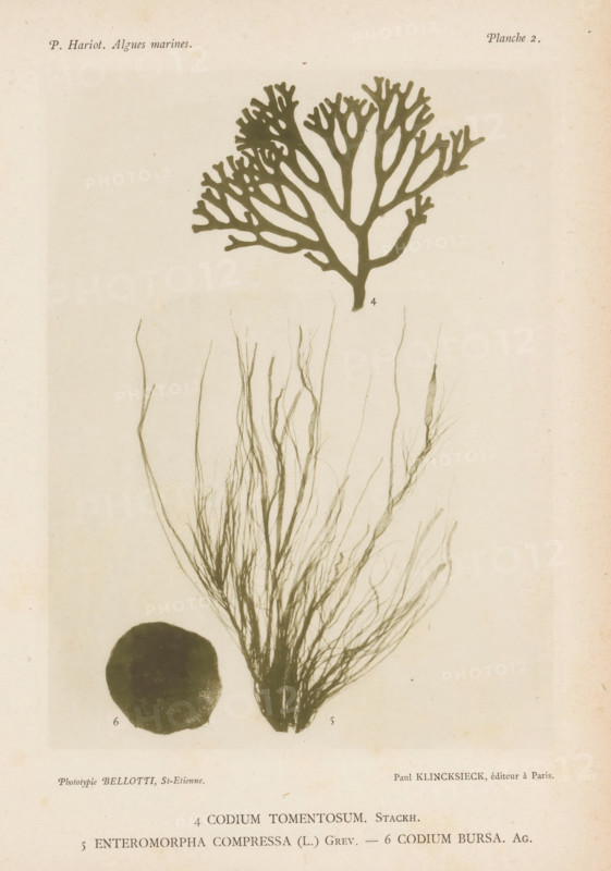 Three types of seaweed, page, photomechanical print, (4) is green sponge seaweed, (5) is flat intestinal seaweed, (6) is felt seaweed., number: 'Planche 2.', number: '4, 6', inscription: 'Codium tomentosum., Codium Bursa. Ag.', France, cliché maker: Bellotti, Saint-Étienne, publisher: Paul Klincksieck, Paris, c. 1882 - in or before 1892, photographer, paper, collotype, photoprint, height 161 mm x width 119 mm, algae, seaweed, A faded botanical plate showing three plant specimens arranged vertically: at the top a stylized fan-shaped branching algae silhouette with multiple forked lobes in a dark olive tone; beneath it a mass of fine, wispy, threadlike fronds radiating upward from a central base, rendered in a paler gray-green; to the lower left a round, dark, solid disc-shaped specimen with a slightly uneven edge. The background is an aged off-white paper with subtle spots and light discoloration.