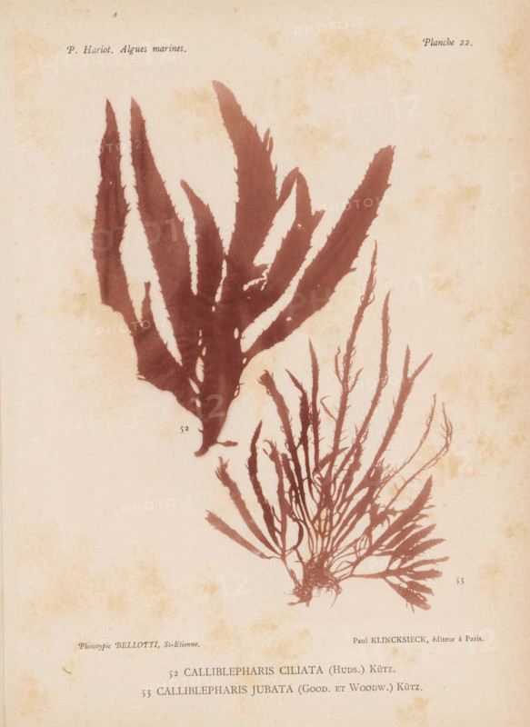 Two species of seaweed, page, photomechanical print, (52) is Calliblepharis ciliata, (53) is Calliblepharis jubata., inscription: 'Calliblepharis, jubata (Good. et Woodw.) Kütz.', number: 'Planche 22.', number: '52, 53', France, cliché maker: Bellotti, Saint-Étienne, publisher: Paul Klincksieck, Paris, c. 1882 - in or before 1892, photographer, paper, collotype, photoprint, height 161 mm x width 119 mm, algae, seaweed, A faded beige page with brownish stains shows two pressed seaweed specimens in a reddish-brown tone, one larger with broad elongated fronds with irregular serrated edges occupying the upper left and center, and another below and to the right with many thin branching fronds radiating from a central holdfast, both rendered as silhouettes against the paper.