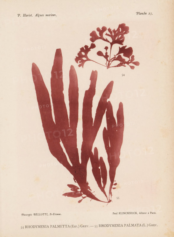 Two species of seaweed, page, photomechanical print, (54) is Rhodymenia palmetta, (55) is Rhodymenia palmata., number: 'Planche 23.', inscription: 'Rhodymenia, palmata (L.) Grev.', number: '54, 55', France, cliché maker: Bellotti, Saint-Étienne, publisher: Paul Klincksieck, Paris, c. 1882 - in or before 1892, photographer, paper, collotype, photoprint, height 161 mm x width 119 mm, algae, seaweed, A pale, slightly aged page shows two pressed seaweed specimens in a flat reddish-brown color against a light beige background; a large branching frond with long, tapered, finger-like segments fills the lower and central area, extending upward from a small clustered base with narrower offshoots, while a smaller, more delicate branching piece with rounded lobed tips and fine connecting stems appears near the top right.