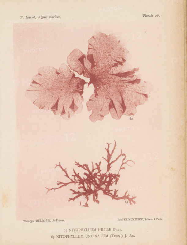 Two species of seaweed, page, photomechanical print, (62) is Nitophyllum hilliae, (63) is Nitophyllum uncinatum., number: '62, 63', inscription: 'Nitophyllum, uncinatum (Turn.) J. Ag.', number: 'Planche 26.', France, cliché maker: Bellotti, Saint-Étienne, publisher: Paul Klincksieck, Paris, c. 1882 - in or before 1892, photographer, paper, collotype, photoprint, height 161 mm x width 119 mm, algae, seaweed, A faded page with two botanical prints in a pinkish red tone, the top print showing a large, round, ruffled leaf-like form with irregular lobes and speckled texture and the lower print depicting a branching, coral-like structure with many thin, twisting limbs, all set against a pale, aged paper background.