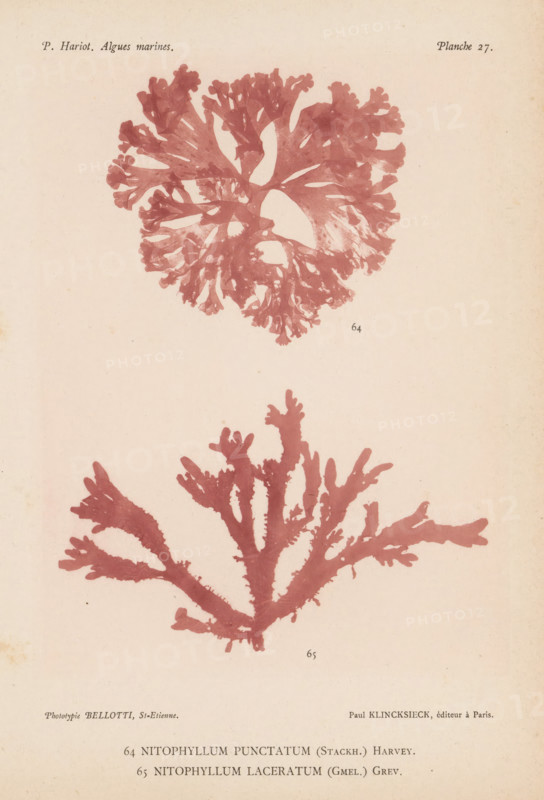 Two species of seaweed, page, photomechanical print, (64) is Nitophyllum punctatum, (65) is Nitophyllum laceratum., number: '64, 65', number: 'Planche 27.', inscription: 'Nitophyllum, laceratum (Gmel.) Grev.', France, cliché maker: Bellotti, Saint-Étienne, publisher: Paul Klincksieck, Paris, c. 1882 - in or before 1892, photographer, paper, collotype, photoprint, height 161 mm x width 119 mm, algae, seaweed, A faded page shows two pressed seaweed specimens in a reddish tone against a beige background, the top specimen forming a rounded, branching rosette with many delicate lobed fronds and small rounded tips, and the lower specimen displaying a broader, fan-like branching structure with thicker primary branches and irregular lobed edges.