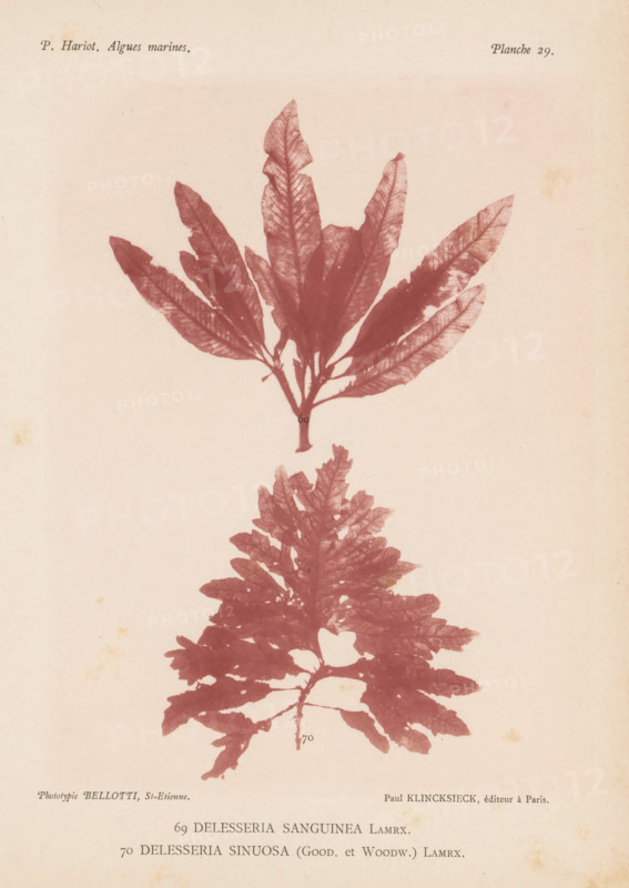 Two species of seaweed, page, photomechanical print, (69) is Delesseria sanguinea, (70) is Delesseria sinuosa., inscription: 'Delesseria, sinuosa (Good. et Woodw.) Lamrx.', number: 'Planche 29.', number: '69, 70', France, cliché maker: Bellotti, Saint-Étienne, publisher: Paul Klincksieck, Paris, c. 1882 - in or before 1892, photographer, paper, collotype, photoprint, height 161 mm x width 119 mm, algae, seaweed, A faded page with two pressed seaweed specimens rendered in a reddish-brown tone, the upper specimen showing a cluster of long narrow leaves radiating from a short stem and the lower specimen showing a broader, more lobed and feathery frond; an off-white background with slight age spots and faint printing at the top and bottom edges.