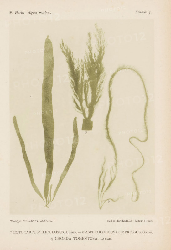 Three species of seaweed, page, photomechanical print, (7) is brush seaweed, (8) is brown seaweed (9) is brown seaweed., number: 'Planche 3.', inscription: '7 Ectocarpus siliculosus, chorda tomentosa. Lyngb.', number: '7, 9', France, cliché maker: Bellotti, Saint-Étienne, publisher: Paul Klincksieck, Paris, c. 1882 - in or before 1892, photographer, paper, collotype, photoprint, height 161 mm x width 119 mm, algae, seaweed, The image shows a pale, textured page with three botanical specimens arranged vertically and slightly overlapping. On the left is a long, flattened frond with several straplike lobes extending from a common base, rendered in a muted green tone. In the center is a feathery branching specimen with many fine, hairlike branchlets emerging from a darker base block. On the right is a thin, elongated, curling specimen with a sinuous, looped shape and sparse, short filamentous projections along its length. The background is off-white with subtle age spots and a faint border...