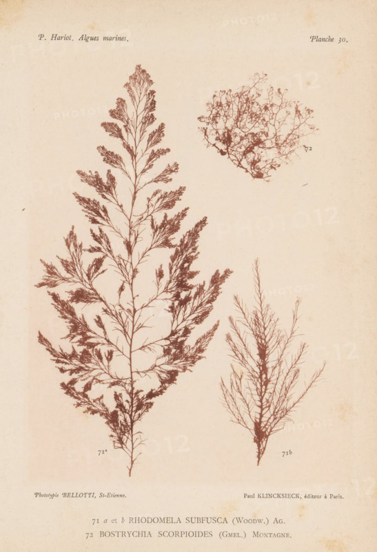 Two species of seaweed, page, photomechanical print, (71a) and (71b) is Rhodomela subfusca, (72) is Bostrychia scorpioides., number: '71 a, 72', number: 'Planche 30.', inscription: 'Rhodomela, scorpioides (Gmel.) Montagne.', France, cliché maker: Bellotti, Saint-Étienne, publisher: Paul Klincksieck, Paris, c. 1882 - in or before 1892, photographer, paper, collotype, photoprint, height 161 mm x width 119 mm, algae, seaweed, A faded cream page shows three detailed reddish-brown botanical silhouettes resembling delicate branching seaweed or fern-like plants, one large full frond on the left with many fine branchlets, a smaller more compact frilly cluster near the top right with an irregular rounded shape, and a narrower, more upright feathery specimen on the right with thinner, straighter branches; the page has subtle age spots and uneven discoloration and the plant images cast no shadows.