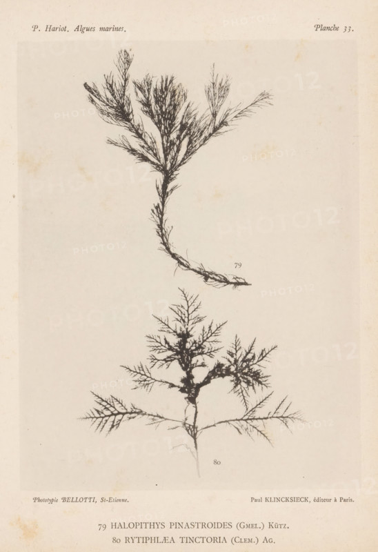 Two species of seaweed, page, photomechanical print, (79) is Halopithys pinastroides, (80) is Rytiphlaea tinctoria., number: 'Planche 33.', number: '79, 80', inscription: 'Halopithys, tinctoria (Clem.) Ag.', France, cliché maker: Bellotti, Saint-Étienne, publisher: Paul Klincksieck, Paris, c. 1882 - in or before 1892, photographer, paper, collotype, photoprint, height 161 mm x width 119 mm, algae, seaweed, A pale, aged page with two detailed black botanical prints of branching seaweed-like specimens, one positioned above the other; the upper specimen has a central stem that forks into multiple fine, feathery branches with a slightly curved base, while the lower specimen displays a more symmetrical, tree-like form with a slender main stalk and radiating, finely divided branches.