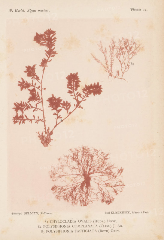 Three species of seaweed, page, photomechanical print, (81) is Chylocladia ovalis, (82) is Polysiphonia complanata, (83) is Polysiphonia fastigiata., number: 'Planche 34.', number: '81, 83', inscription: 'Chylocladia, fastigiata (Roth) Grev.', France, cliché maker: Bellotti, Saint-Étienne, publisher: Paul Klincksieck, Paris, c. 1882 - in or before 1892, photographer, paper, collotype, photoprint, height 161 mm x width 119 mm, algae, seaweed, A pale page with three plant-like botanical silhouettes in reddish-brown tones: a branching specimen with clustered rounded leaves rising from a small root clump toward the left upper area, a feathery, finely divided specimen with delicate upright twigs near the upper right, and a dense, circular, fanlike specimen with many radiating thin branches positioned toward the lower center; the background shows light age spots and a slightly mottled texture.
