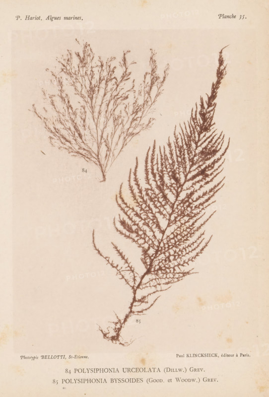 Two species of seaweed, page, photomechanical print, (84) is thin tubeweed, (85) is Polysiphonia byssoides., inscription: 'Polysiphonia, byssoides (Good. et Woodw.) Grev.', number: '84, 85', number: 'Planche 35.', France, cliché maker: Bellotti, Saint-Étienne, publisher: Paul Klincksieck, Paris, c. 1882 - in or before 1892, photographer, paper, collotype, photoprint, height 161 mm x width 119 mm, algae, seaweed, A faded page with two pressed seaweed specimens in dark brown tones on a pale background, one smaller branching cluster positioned toward the upper left with fine, delicate twig-like branches and sparse tiny offshoots, and one larger feather-shaped specimen extending diagonally from lower center to upper right with a central stem and numerous closely spaced pinnate branches forming a lacy, tapering outline; the paper shows slight discoloration and small speckles, and there is small printed text visible near the top and bottom edges.