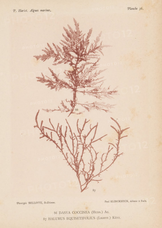 Two species of seaweed, page, photomechanical print, (86) is Dasya coccinea, (87) is Halurus equisetifolius., number: 'Planche 36.', number: '86, 87', inscription: 'Dasya, equisetifolius (Lightf.) Kütz.', France, cliché maker: Bellotti, Saint-Étienne, publisher: Paul Klincksieck, Paris, c. 1882 - in or before 1892, photographer, paper, collotype, photoprint, height 161 mm x width 119 mm, algae, seaweed, A pale, aged paper background with two stylized seaweed-like botanical prints in a reddish-brown tone, the upper specimen showing a central stalk with many fine, feathery branches radiating outward and the lower specimen consisting of a more open branching structure with slender, elongated twigs; faint spots and discoloration appear on the paper surface.