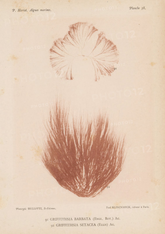 Two species of seaweed, page, photomechanical print, (91) is Griffithsia barbata, (92) is Griffithsia setacea., number: 'Planche 38.', inscription: 'Griffithsia, setacea (Ellis) Ag.', number: '91, 92', France, cliché maker: Bellotti, Saint-Étienne, publisher: Paul Klincksieck, Paris, c. 1882 - in or before 1892, photographer, paper, collotype, photoprint, height 161 mm x width 119 mm, algae, seaweed, An aged pale paper sheet with faint discoloration and small spots shows two botanical-style reddish-brown illustrations of feathery, fan-like plant forms; a smaller, semicircular fan near the top with radiating fine branching filaments and a larger, dense plume below composed of numerous long, brushlike strands converging at the base, both rendered with delicate, hairlike strokes against the plain background.
