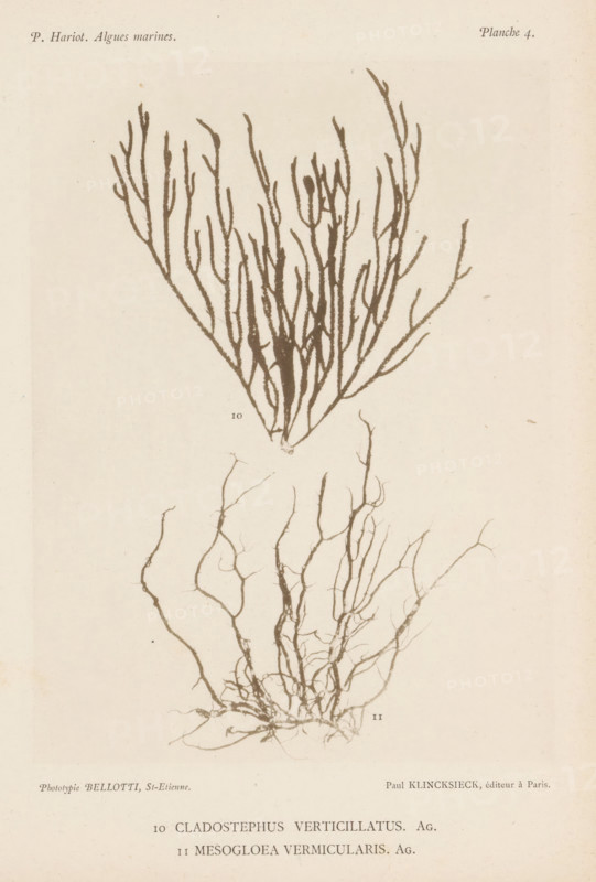 Two species of seaweed, page, photomechanical print, (10) is wide pipe cleaner seaweed, (11) is Mesogloea vermicularis., inscription: '10 Cladostephus, vermicularis. Ag.', number: 'Planche 4.', number: '10, 11', France, cliché maker: Bellotti, Saint-Étienne, publisher: Paul Klincksieck, Paris, c. 1882 - in or before 1892, photographer, paper, collotype, photoprint, height 161 mm x width 119 mm, algae, seaweed, A sepia-toned page showing two botanical illustrations of branching seaweed specimens centered on a pale background, the upper specimen with upright, narrow, fingerlike branches forming a fan shape and the lower specimen with more tangled, wiry, rootlike branches spreading downward; faint small numerals appear near each specimen; light printed publisher credits and small header text appear near the top and bottom edges of the page.
