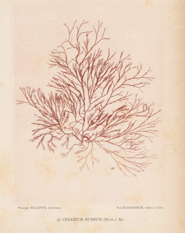 Redweed, page, photomechanical print, inscription: 'Ceramium rubrum (Huds.) Ag.', number: '96', number: 'Planche 40.', France, cliché maker: Bellotti, Saint-Étienne, publisher: Paul Klincksieck, Paris, c. 1882 - in or before 1892, photographer, paper, collotype, photoprint, height 161 mm x width 119 mm, algae, seaweed, A detailed branching illustration resembling a delicate seaweed or coral structure rendered in reddish-brown lines on a pale, aged paper background, with numerous thin, tapering branches radiating outward from a central base and filling much of the upper and middle area of the page, the paper showing light discoloration and subtle stains around the edges.