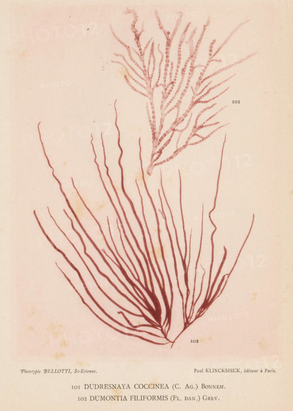 Two species of seaweed, page, photomechanical print, (101) is Dudresnaya coccinea, (100) is Dumontia filiformis., number: 'Planche 43.', number: '101, 102', inscription: 'Dudresnaya, filiformis (Ft. Dan.) Grev.', France, cliché maker: Bellotti, Saint-Étienne, publisher: Paul Klincksieck, Paris, c. 1882 - in or before 1892, photographer, paper, collotype, photoprint, height 161 mm x width 119 mm, algae, seaweed, A pale background with a faded, slightly textured surface shows two botanical illustrations rendered in a reddish-brown ink; one illustration near the top depicts a branching, feathery structure with many thin, wavy offshoots and a textured central stem, while a larger illustration below fills the lower area with numerous long, slender, flowing fronds radiating outward from a central base and tapering to fine tips.