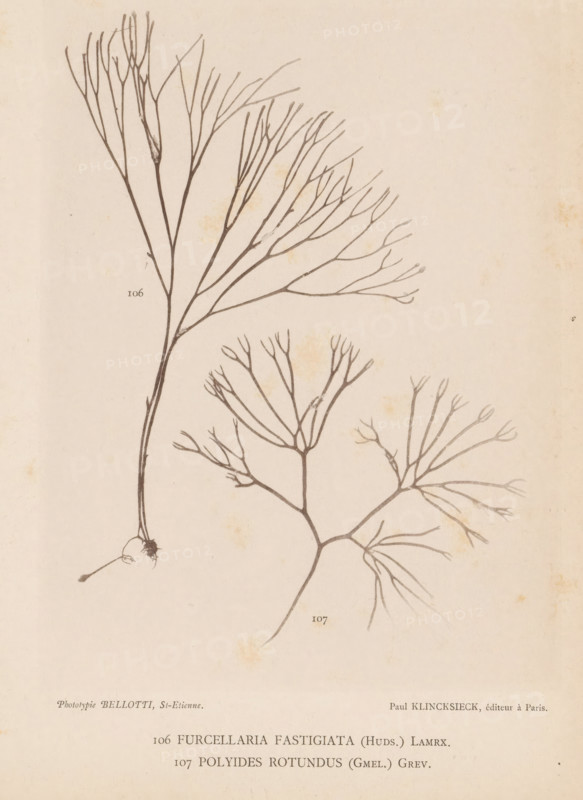 Two species of seaweed, page, photomechanical print, (106) is Furcellaria fastigiata, (107) is Polyides rotundus., number: '106, 107', number: 'Planche 47.', inscription: 'Furcellaria, rotundus (Gmel.) Grev.', France, cliché maker: Bellotti, Saint-Étienne, publisher: Paul Klincksieck, Paris, c. 1882 - in or before 1892, photographer, paper, collotype, photoprint, height 161 mm x width 119 mm, algae, seaweed, A faded beige page shows two thin, branching botanical illustrations rendered in dark ink, one taller specimen with a long vertical stem splitting into numerous upward and outward thin branches and a small bulbous base with a short root, and a second, shorter specimen with multiple fanlike branch clusters spreading horizontally; the paper has small scattered brownish spots and faint discoloration.