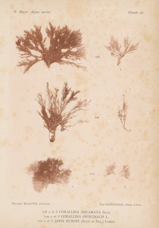 Three species of seaweed, page, photomechanical print, (108a) and (108b) is Corallina squamata, (109a) and (109b) is coral seaweed, (110a) and (110b) is Jania rubens., inscription: 'Corallina, rubens (Ellis et Sol.) Lamrx.', number: '108, 110', number: 'Planche 48.', France, cliché maker: Bellotti, Saint-Étienne, publisher: Paul Klincksieck, Paris, c. 1882 - in or before 1892, photographer, paper, collotype, photoprint, height 161 mm x width 119 mm, algae, seaweed, A faded page with botanical-style brown illustrations of branching seaweed specimens arranged in a loose grid, each specimen showing fine feathery fronds and tangled rootlike bases, printed on a pale, aged background with scattered brownish foxing marks.