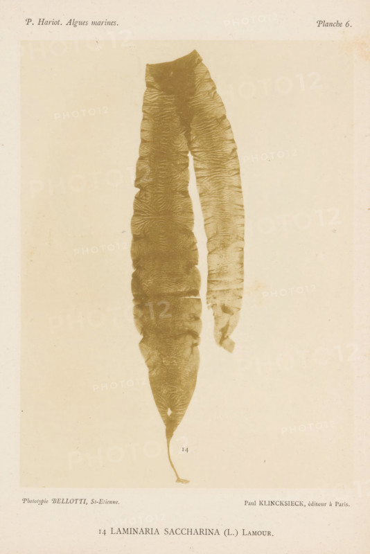Sugarweed, page, photomechanical print, inscription: 'Laminaria saccharina (L.) Lamour.', number: 'Planche 6.', number: '14', France, cliché maker: Bellotti, Saint-Étienne, publisher: Paul Klincksieck, Paris, c. 1882 - in or before 1892, photographer, paper, collotype, photoprint, height 161 mm x width 119 mm, algae, seaweed, A vertical pale page shows a large elongated brown seaweed specimen with two long tapering fronds hanging downward from a wider top; the fronds display textured, slightly wavy surfaces with visible ridges and irregular edges, one frond is wider and more folded while the other is narrower and partially torn near its lower portion, the lower end of the specimen tapers to a thin stalk with a small rootlike attachment, and the background is a light, slightly mottled off-white.