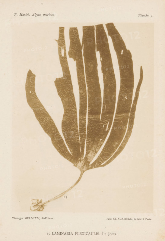 Kelp, page, photomechanical print, number: '15', inscription: 'Laminaria flexicaulus. Le Jolis.', number: 'Planche 7.', France, cliché maker: Bellotti, Saint-Étienne, publisher: Paul Klincksieck, Paris, c. 1882 - in or before 1892, photographer, paper, collotype, photoprint, height 161 mm x width 119 mm, algae, seaweed, A faded sepia-toned print of a large flat seaweed specimen centered on a light background, showing a long narrow stalk that widens into a broad, fan-like blade with multiple long vertical lobes and irregular edges, a textured surface with subtle wavy patterns, small holes and tears along some lobes, and a curled root structure at the base.