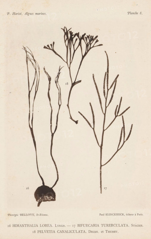 Three species of seaweed, page, photomechanical print, (16) is belt seaweed, (17) is brown seaweed, (18) is brown seaweed., inscription: 'Himanthalia, canaliculata. Descn. et Thuret.', number: '16, 18', number: 'Planche 8.', France, cliché maker: Bellotti, Saint-Étienne, publisher: Paul Klincksieck, Paris, c. 1882 - in or before 1892, photographer, paper, collotype, photoprint, height 161 mm x width 119 mm, algae, seaweed, A sepia-toned botanical plate showing three dark silhouette drawings of seaweed-like plants on a light background, each with slender branching stems and fine twiggy fronds. The left specimen emerges from a dark rounded holdfast at the bottom, rising into a pair of long narrow stalks that divide into delicate, ribbonlike branches with irregular edges. The central specimen has a thin curved stipe that branches into a clustered fan of short, paddle-shaped tips at the top and a small detached segment nearby. The right specimen shows a straight main stem that divides into...
