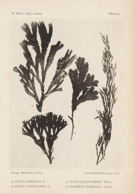 Four species of seaweed, page, photomechanical print, (19) is sawn sea oak, (20) is bladderwrack, (21) is small sea oak, (22) is hawweed., inscription: 'Fucus serratus, Halidrys siliquosa. Lyngb.', number: '19, 22', number: 'Planche 9.', France, cliché maker: Bellotti, Saint-Étienne, publisher: Paul Klincksieck, Paris, c. 1882 - in or before 1892, photographer, paper, collotype, photoprint, height 161 mm x width 119 mm, algae, seaweed, A pale, slightly aged paper page shows four dark, silhouetted seaweed specimens arranged vertically and diagonally across the page, each with distinct branching patterns and textured fronds; the largest on the left has broad, flattened lobes with irregular edges and a central stalk, a taller narrow specimen on the right displays many thin, elongated stems with small, leaflike branches, a middle specimen has clustered, rounded lobes arising from a slender stem, and a lower specimen has a compact, fanlike crown of short, divided branches; faint spotting an...