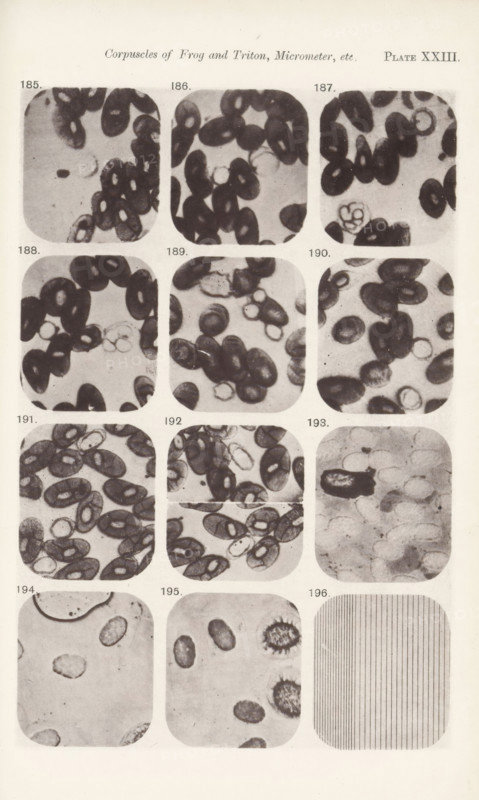 Eleven enlargements of blood cells and a micrometer enlargement, page, photomechanical print, number: 'Pl. XXIII.', number: 'Photo. 185., Photo. 196.', photographer: Richard Norris, clichémaker: anonymous, c. 1872 - in or before 1882, paper, collotype, light print, height 213 mm x width 135 mm, Page opposite page 230., blood, A vertical sheet showing a grid of rounded rectangular microscope images arranged in columns and rows, each panel containing dark oval and ring-shaped cellular forms on a light background with varying densities and groupings; some panels show clusters of densely packed dark ovals, others display scattered rings and lighter, translucent ovals, and one lower panel contains a pattern of evenly spaced vertical lines.