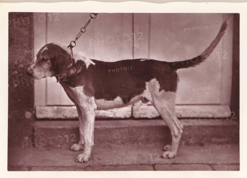 Hunting dog, named Banco, page, photomechanical print, photographer: Léon Cremière, France, cliché maker: anonymous, c. 1869 - in or before 1879, paper, Woodburytype, Woodburytypepie, height 133 mm x width 195 mm, hunting dogs, A medium-sized dog is shown in profile standing on a concrete surface in front of a paneled door, with a collar and chain attached to its neck. The dog's coat has dark patches over its back and lighter areas on its legs, neck, and muzzle. Its tail is raised and extends toward the right edge of the image, and its head faces left with ears hanging down. The background includes a textured vertical surface at the left edge and a threshold or step beneath the door.