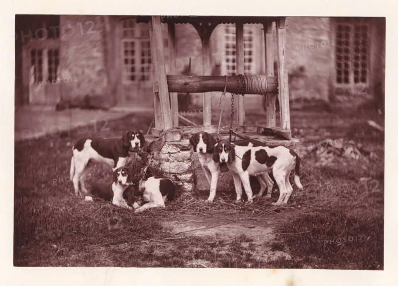 Hunting dogs, called Bélisaire, Joyeuse, Debarbeur, Rochester and Saladine, page, photomechanical print, photographer: Léon Cremière, France, cliché maker: anonymous, c. 1869 - in or before 1879, paper, Woodburytype, Woodburytypepie, height 133 mm x width 195 mm, well, A group of dogs with white and dark patches are gathered around a stone well with a wooden frame and a horizontal wooden beam wrapped with rope; some dogs are standing and some are lying on grass and straw near the well, and chains are visible attached to the well structure, with a blurred building with windows in the background.