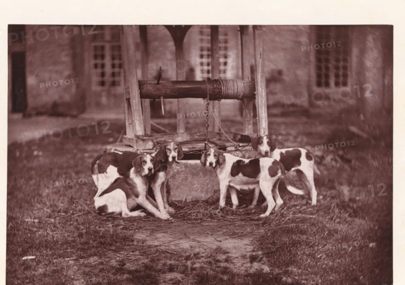 Hunting dogs, named Banco, Roquelaure, Duchesse and Jongleur, page, photomechanical print, photographer: Léon Cremière, France, cliché maker: anonymous, c. 1869 - in or before 1879, paper, Woodburytype, Woodburytypepie, height 133 mm x width 196 mm, well, A group of medium-sized dogs with short fur and dark patches on light coats stand and sit around a stone well structure with a wooden beam and a wrapped rope; the well has a wooden frame and a metal chain hanging down, and the dogs are positioned close together near the well opening on a ground covered with grass and scattered straw, with a blurred building facade and multi-pane windows visible in the background.
