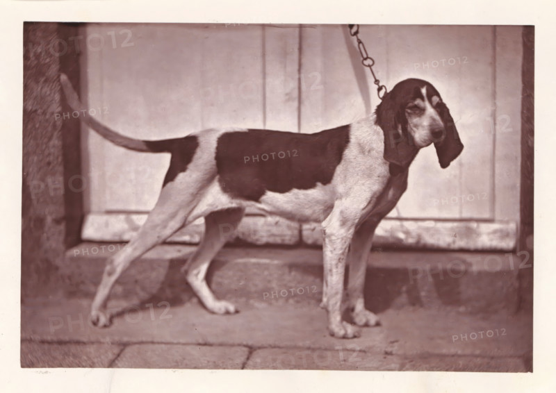 Hunting dog, called Calypso, page, photomechanical print, photographer: Léon Cremière, France, cliché maker: anonymous, c. 1869 - in or before 1879, paper, Woodburytype, Woodburytypepie, height 133 mm x width 197 mm, hunting dogs, A medium-sized dog with long drooping ears and a smooth short coat stands in profile on a paved surface in front of a wooden wall, the dog's coat shows large dark patches on a lighter background, a chain leash attaches to the collar and extends upward, the dog's tail is held horizontally and one front paw is slightly lifted, the scene is framed by darker vertical posts at the sides and there are visible textures on the ground and wall.