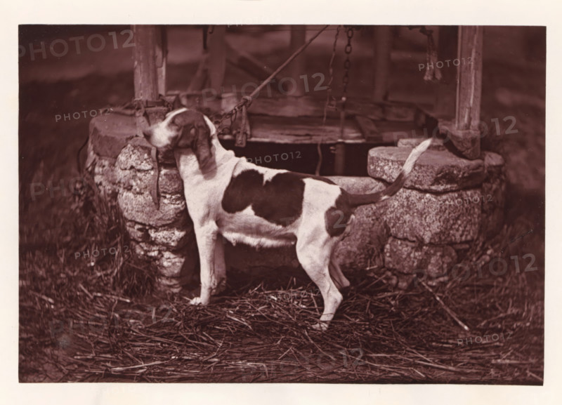 Hunting dog, called Princesse, page, photomechanical print, photographer: Léon Cremière, France, cliché maker: anonymous, c. 1869 - in or before 1879, paper, Woodburytype, Woodburytypepie, height 132 mm x width 195 mm, hunting dogs, A medium-sized dog with a white coat and dark patches stands with its head turned toward a circular stone well, its tail raised and body shown in profile, the well topped by rough wooden beams and chains, with straw and scattered sticks covering the ground around the well and dog.