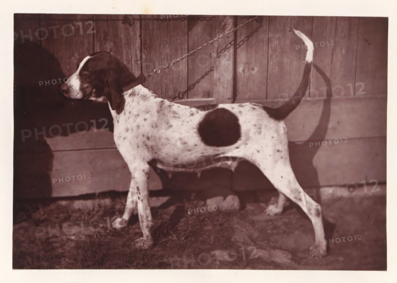 Hunting dog, named Cérès, page, photomechanical print, photographer: Léon Cremière, France, cliché maker: anonymous, c. 1869 - in or before 1879, paper, Woodburytype, Woodburytypepie, height 133 mm x width 196 mm, hunting dogs, A medium sized dog with a short spotted coat stands in profile against a wooden plank wall, showing a dark patch on its midsection and a darker head with long ears, a collar around its neck attached to a chain, a raised tail with a lighter tip, and its legs and paws visible on a ground surface with scattered leaves and shadows.