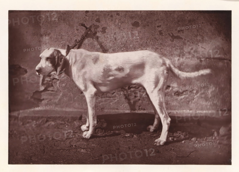 Hunting dog, named Tamerlan, page, photomechanical print, photographer: Léon Cremière, France, cliché maker: anonymous, c. 1869 - in or before 1879, paper, Woodburytype, Woodburytypepie, height 133 mm x width 193 mm, hunting dogs, A medium-sized dog standing in profile facing left against a textured wall, with a short coat showing darker patches on a lighter background, long ears hanging down, a collar and leash attached to its neck, a slightly curved tail, visible paws on a rough ground surface, and a shadow cast on the wall behind.