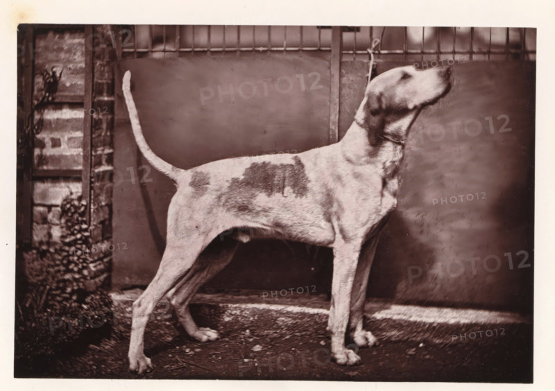 Hunting dog, called Mirliton, page, photomechanical print, photographer: Léon Cremière, France, cliché maker: anonymous, c. 1869 - in or before 1879, paper, Woodburytype, Woodburytypepie, height 133 mm x width 195 mm, hunting dogs, A standing dog shown in profile facing to the right with a short coat featuring darker patches on its body, a long tail held upward, a collar around its neck, and visible legs and paws positioned on a textured ground in front of a panelled backdrop with a vertical metal bar and a brick section with foliage at the left edge.
