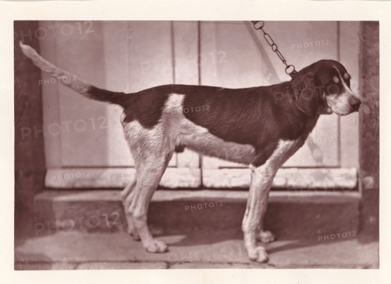 Hunting dog, called Bélisaire, page, photomechanical print, photographer: Léon Cremière, France, cliché maker: anonymous, c. 1869 - in or before 1879, paper, Woodburytype, Woodburytypepie, height 133 mm x width 195 mm, hunting dogs, A medium-sized dog standing in profile on a stone step with a short leash attached to its collar, showing a dark back and head with lighter patches on its belly, legs, and tail, floppy ears, a slightly turned head, and a background of paneled wooden doors.