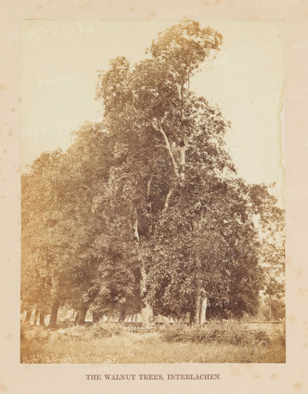 The Walnut Trees, Interlachen, Walnut trees in Interlaken, photograph, page, photographer: Francis Frith, Interlaken, c. 1855 - in or before 1865, paper, albumen print, height 161 mm x width 125 mm, trees: walnut-tree, A vertically oriented sepia photograph of tall leafy trees with dense canopies occupying the central area, showing textured trunks and branches with layered foliage, a grassy foreground with low vegetation and a rustic wooden fence partially visible near the tree bases, softer distant trees and open sky in the background, and a pale border surrounding the image.