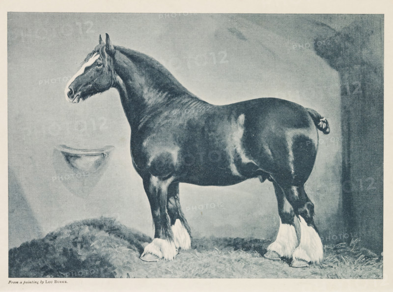 Photographic reproduction of a painting of a Shire horse by Lou Burke, Shire Stallion, 'Vulcan', reproduction, page, photomechanical print, after painting by Lou Burke, c. 1883 - in or before 1893, paper, collotype, photogravure, height 151 mm x width 214 mm, Print opposite title page., horse, A large dark horse stands in profile on a textured ground, showing a muscular body, arched neck, and a head with a white blaze on the face and dark mane. The horse has feathered lower legs and light-colored markings on the hooves. A small basin-like object is visible on the wall behind the horse, and there is a shadowed area to the right of the scene. The image has a light border surrounding the framed depiction.
