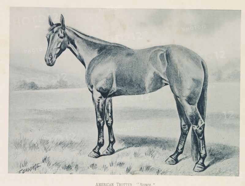 Photographic reproduction of a painting of a horse, presumably an American Trotter, by Frank Babbage, American Trotter, 'Sunol', reproduction, page, photomechanical print, inscription: 'The property of Mr. Robert Bonner.', after painting by Frank Babbage, c. 1883 - in or before 1893, paper, collotype, photogravure, height 150 mm x width 208 mm, horse, A grayscale drawing of a horse standing on grass with its head turned slightly toward the viewer, showing a long neck, visible mane, muscular body, and tail hanging down, with distant low hills or clouds in the background and shaded ground beneath the animal.