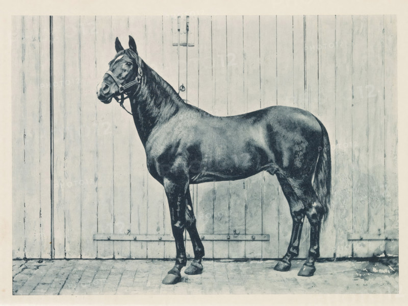 Photographic reproduction of a painting of an Arabian thoroughbred, Arab Stallion, 'El Emir', reproduction, page, photomechanical print, inscription: 'The property of The Honourable Miss Dillon.', after painting by anonymous, c. 1883 - in or before 1893, paper, collotype, photogravure, height 151 mm x width 210 mm, horse, A dark-coated horse standing in profile against a wooden plank wall, wearing a halter with a short lead, with its head turned slightly toward the camera, visible musculature along its neck and body, a long tail hanging down, and hooves planted on a cobblestone or paved surface.