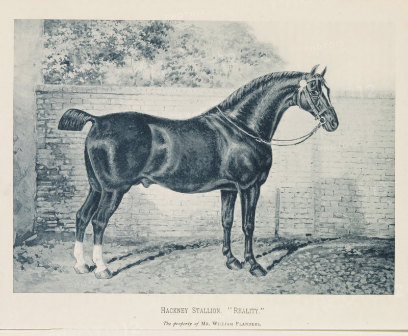 Hackney Stallion, 'Reality', Photographic reproduction of a painting of a Hackney horse, reproduction, page, photomechanical print, inscription: 'The property of Mr. William Flanders.', after painting by anonymous, c. 1883 - in or before 1893, paper, collotype, photogravure, height 149 mm x width 209 mm, horse, A monochrome illustration of a horse standing in profile against a brick wall, with a leafy tree visible above the wall, the horse wearing a bridle and reins and showing a muscular body, a curled tail, and lighter lower legs, the ground beneath textured with shadow and hoof prints.